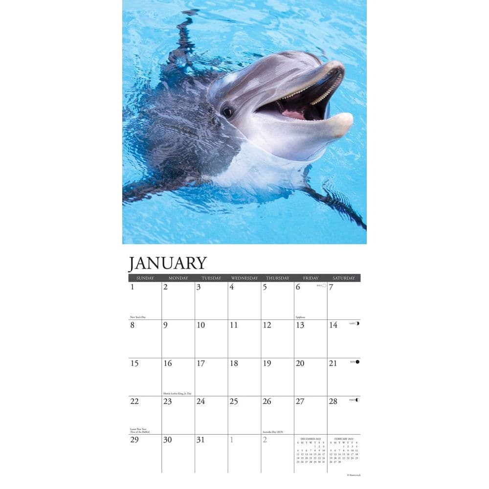 Ravensburger Puzzle 300 Ocean Life Dolphin 14 X 19 for sale online 