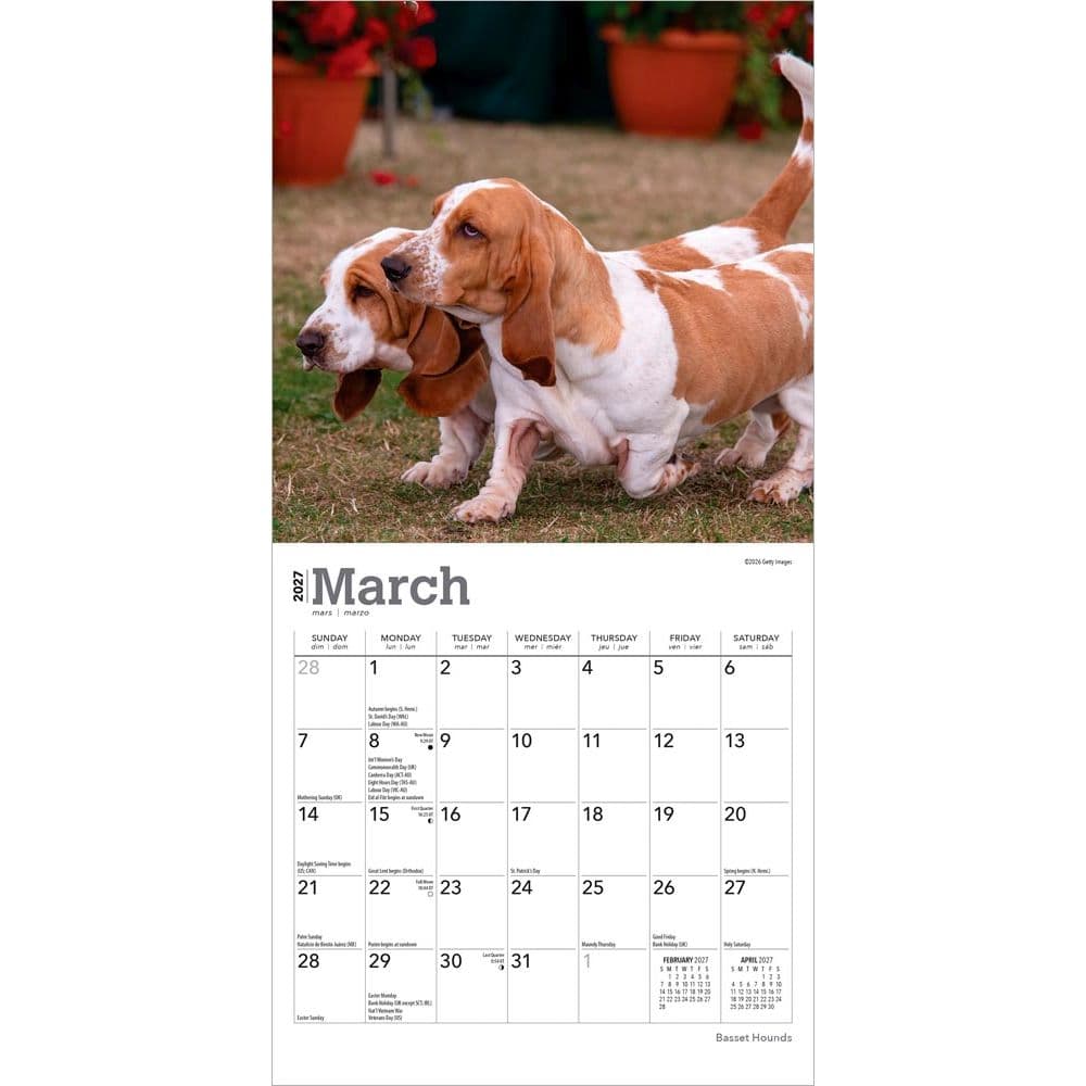Basset Hound 2027 Mini Wall Calendar Second Alternate Image