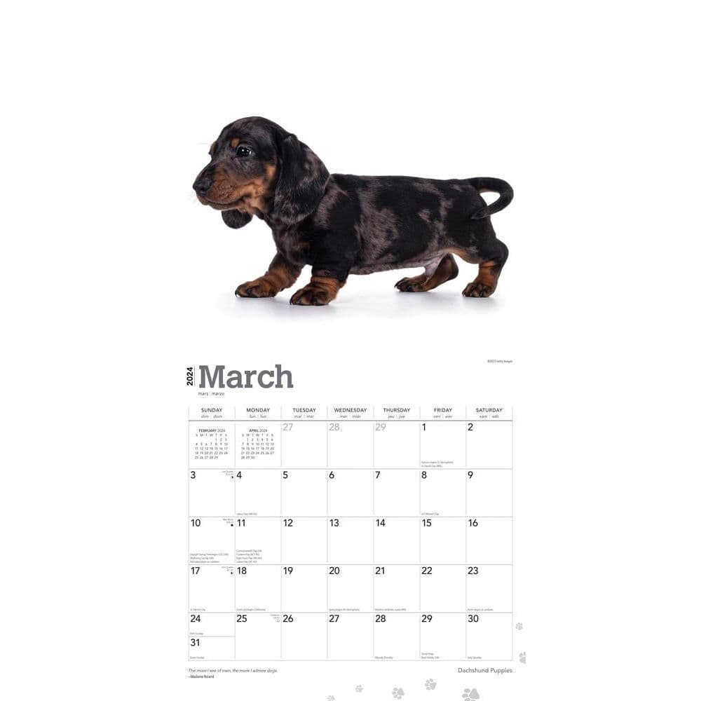 Dachshund Puppies 2024 Wall Calendar