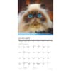 image Himalayan Cats 2025 Wall Calendar Second Alternate Image width=&quot;1000&quot; height=&quot;1000&quot;