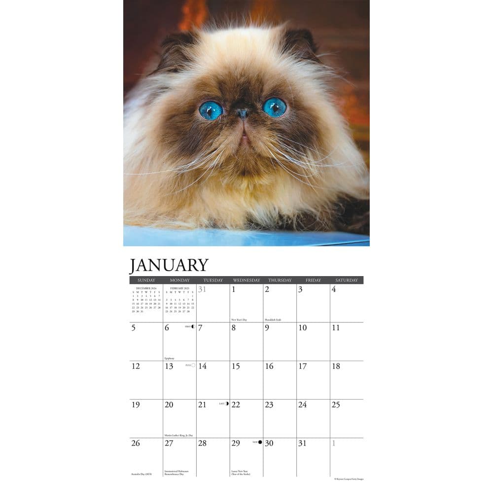 Himalayan Cats 2025 Wall Calendar