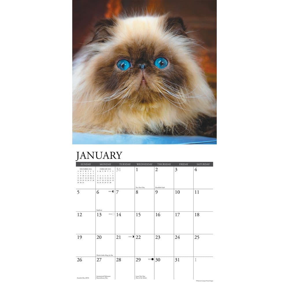 Himalayan Cats 2025 Wall Calendar Second Alternate Image width=&quot;1000&quot; height=&quot;1000&quot;