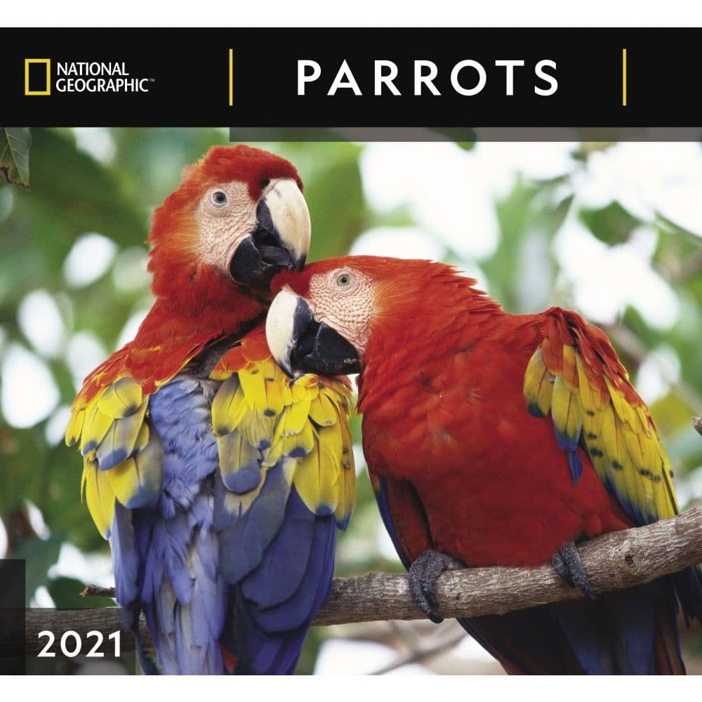 Parrots National Geographic Wall Calendar