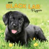 image Black Lab Retriever Puppies 2025 Wall Calendar Main Product Image width=&quot;1000&quot; height=&quot;1000&quot;