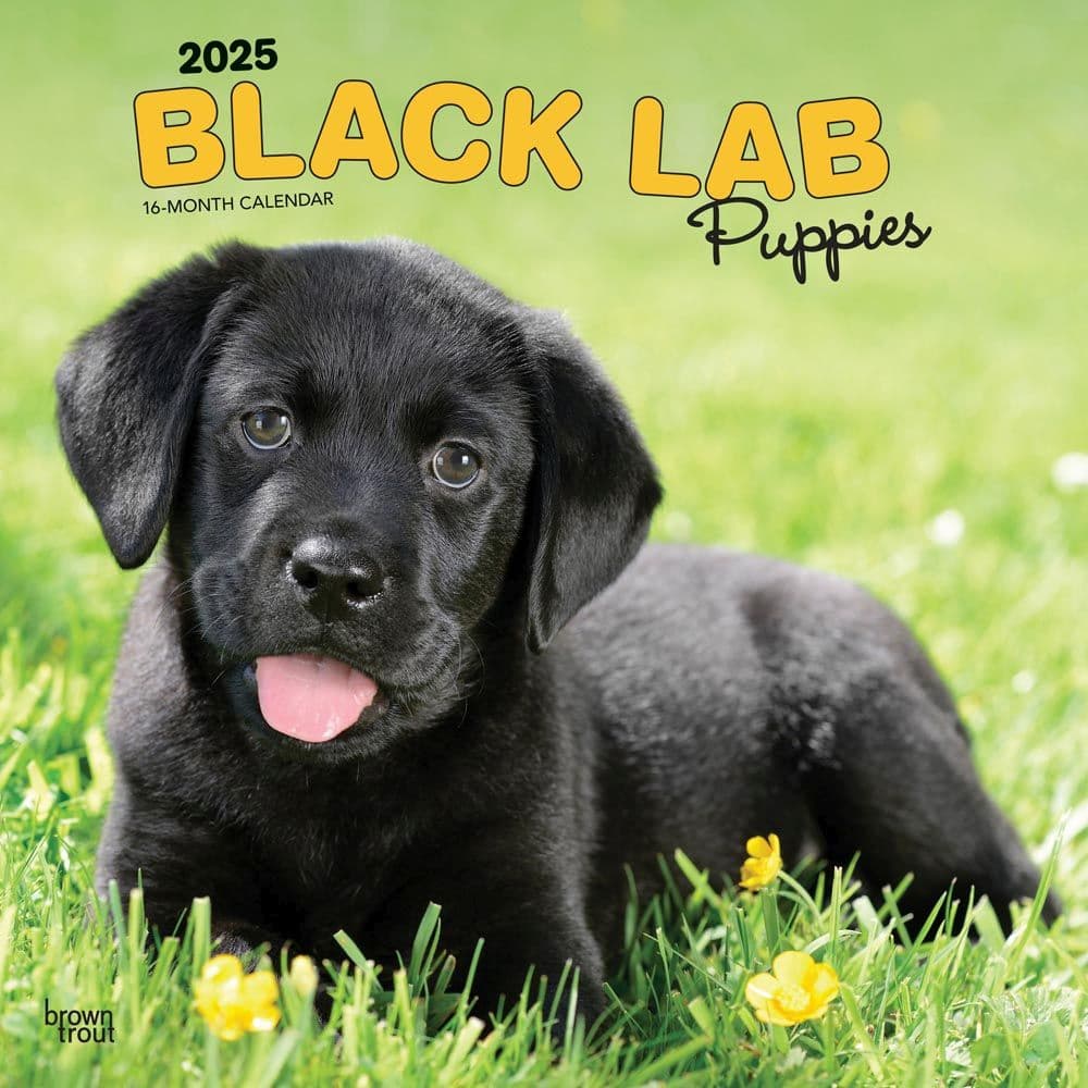 Black Lab Retriever Puppies 2025 Wall Calendar Main Product Image width=&quot;1000&quot; height=&quot;1000&quot;