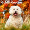 image Goldendoodles 2025 Wall Calendar Main Image