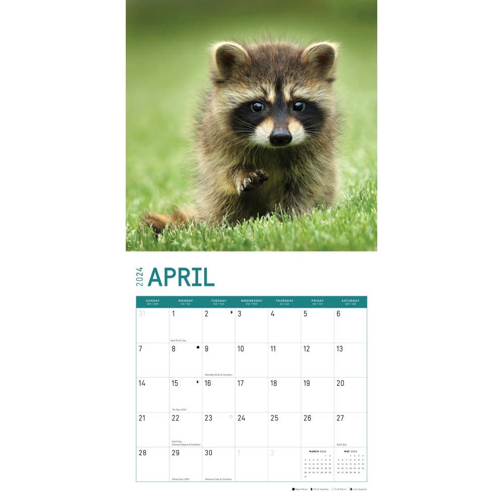 Baby Raccoons 2024 Wall Calendar