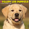 image Just Yellow Lab Puppies 2025 Wall Calendar Main Image