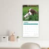 image English Springer Spaniels 2024 Wall Calendar Sixth Alternate Image width=&quot;1000&quot; height=&quot;1000&quot;