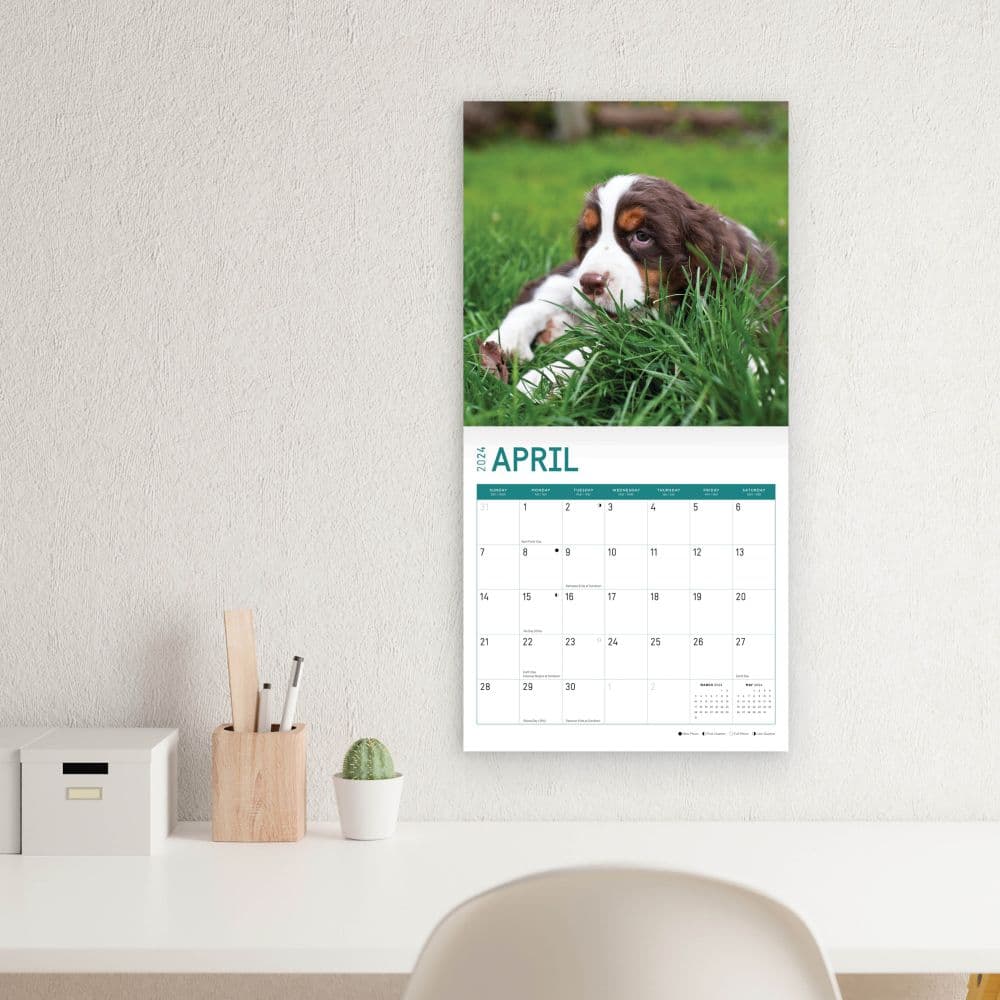 English Springer Spaniels 2024 Wall Calendar Sixth Alternate Image width=&quot;1000&quot; height=&quot;1000&quot;