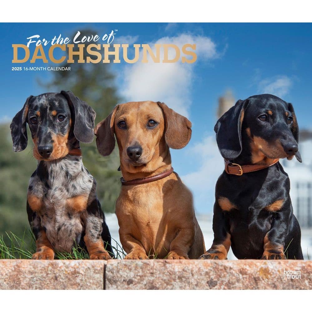 Dachshunds Deluxe 2025 Wall Calendar