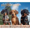 image Dachshunds Deluxe 2025 Wall Calendar Main Image