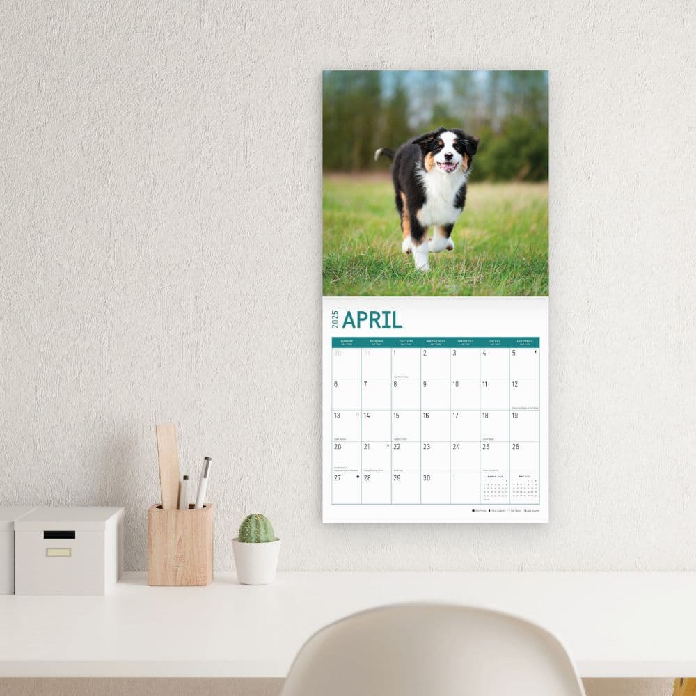 Australian Shepherds 2025 Wall Calendar Third Alternate Image width=&quot;1000&quot; height=&quot;1000&quot;