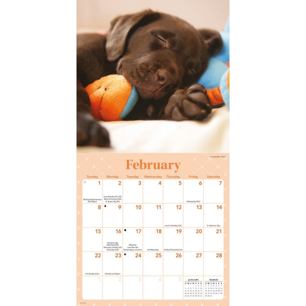 Sleepy Puppies 2026 Mini Wall Calendar Second Alternate Image