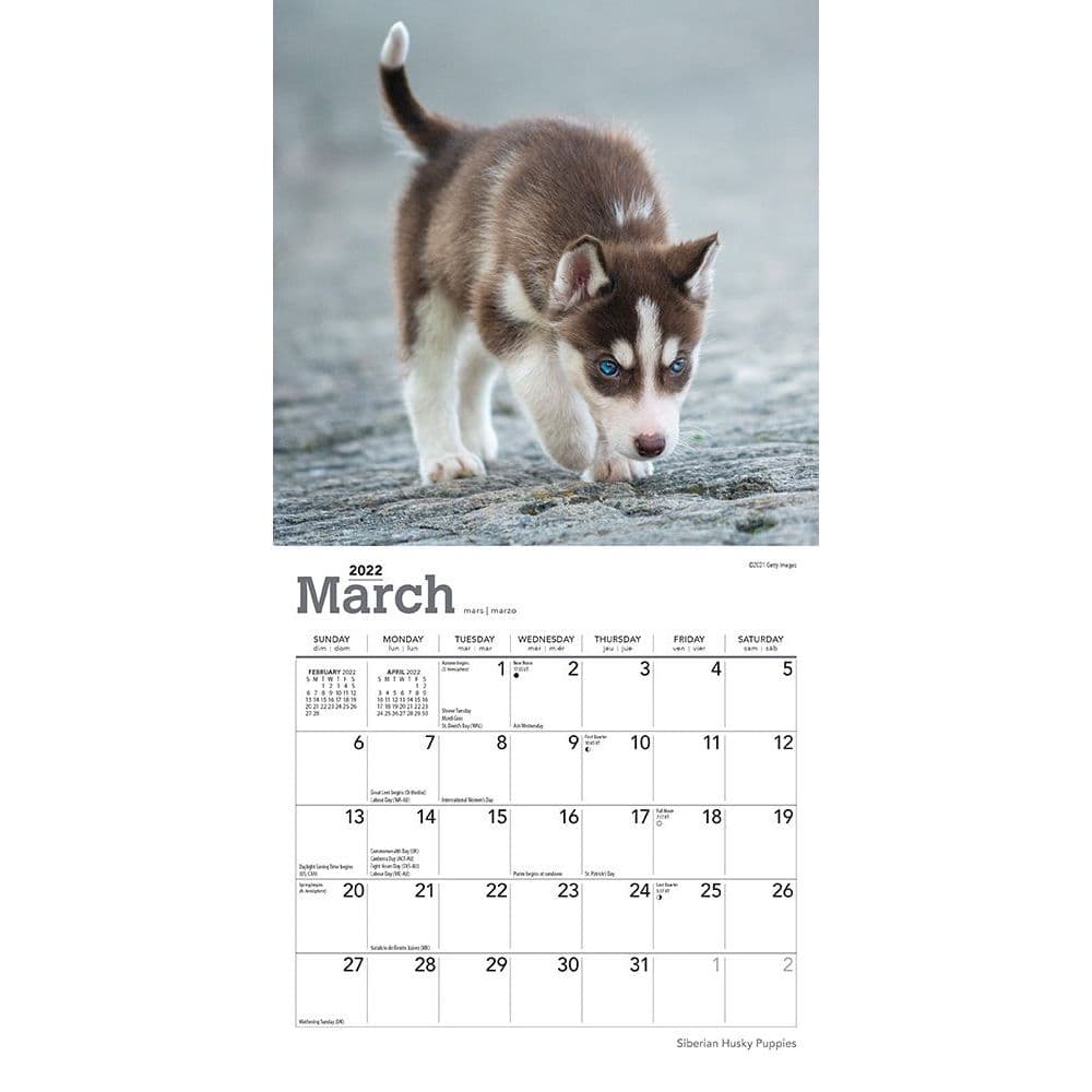 Husky Schedule 2022 Siberian Husky Puppies 2022 Mini Wall Calendar - Calendars.com