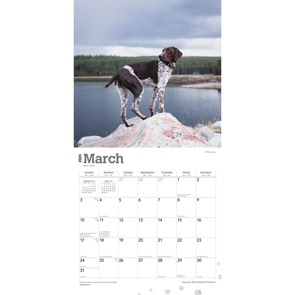 German Shorthaired Pointers 2024 Wall Calendar