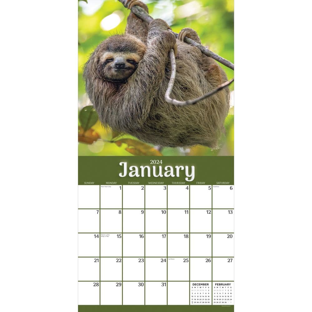 Sloths 2024 Wall Calendar