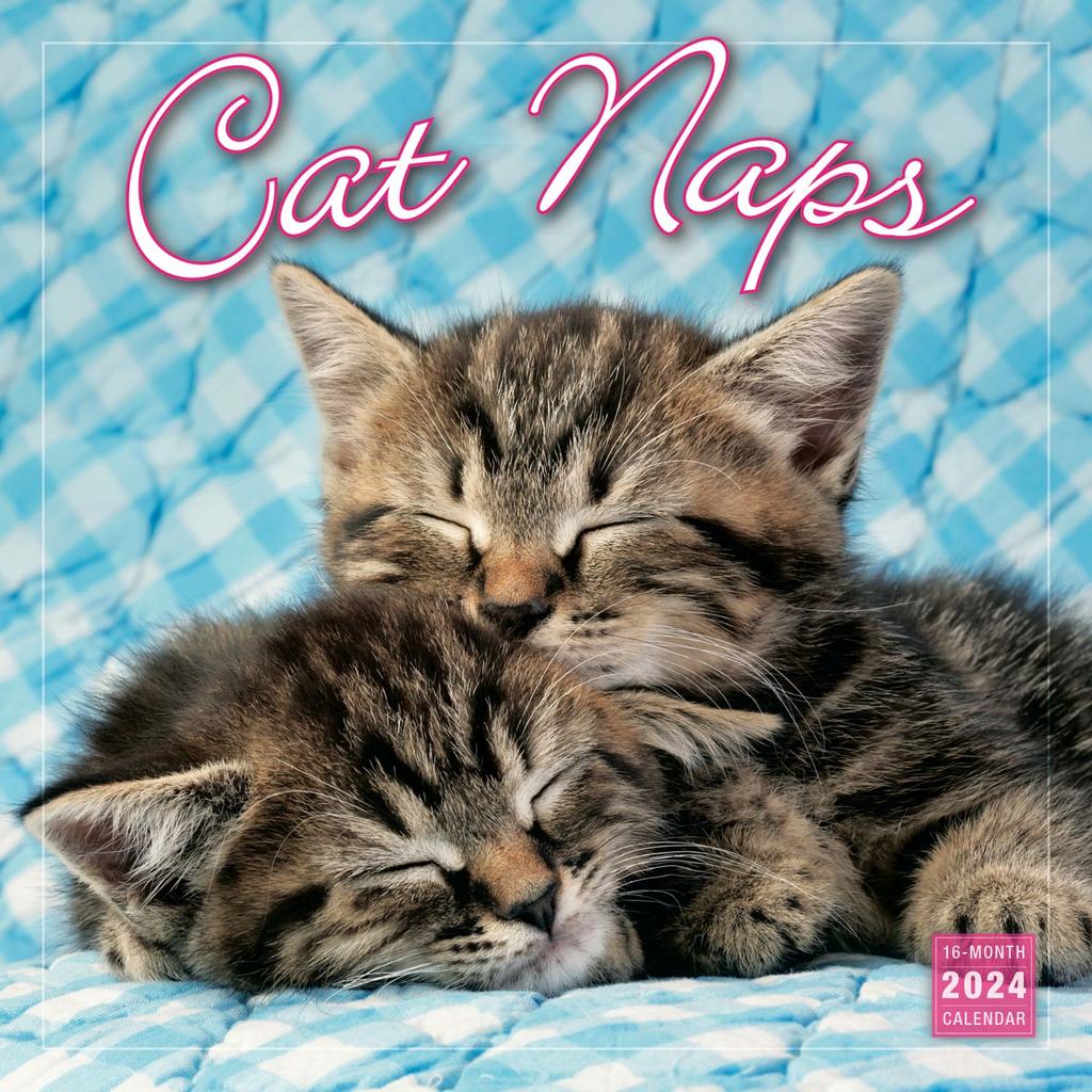 Cat Naps 2024 Wall Calendar Main Image