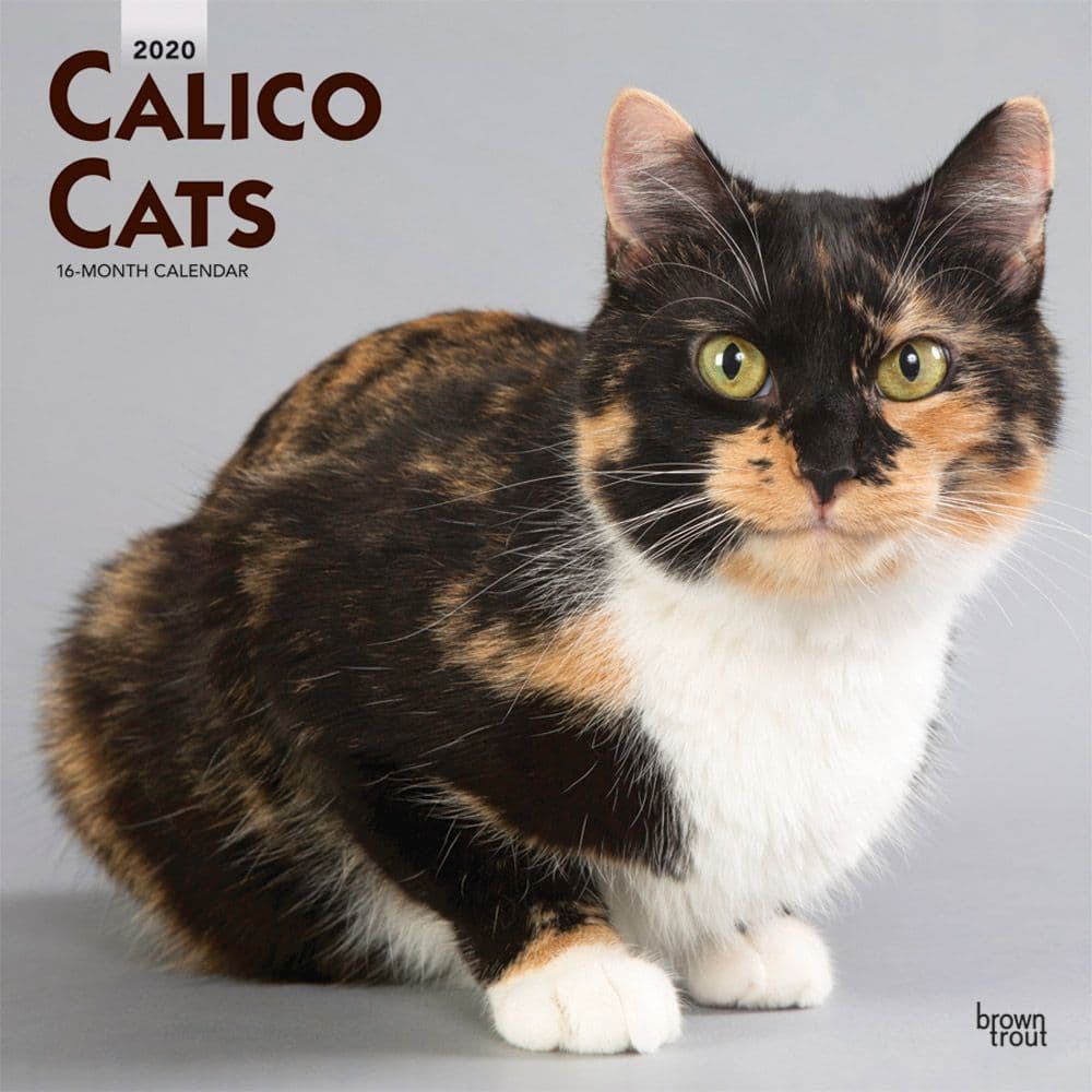 Calico Cats Wall Calendar