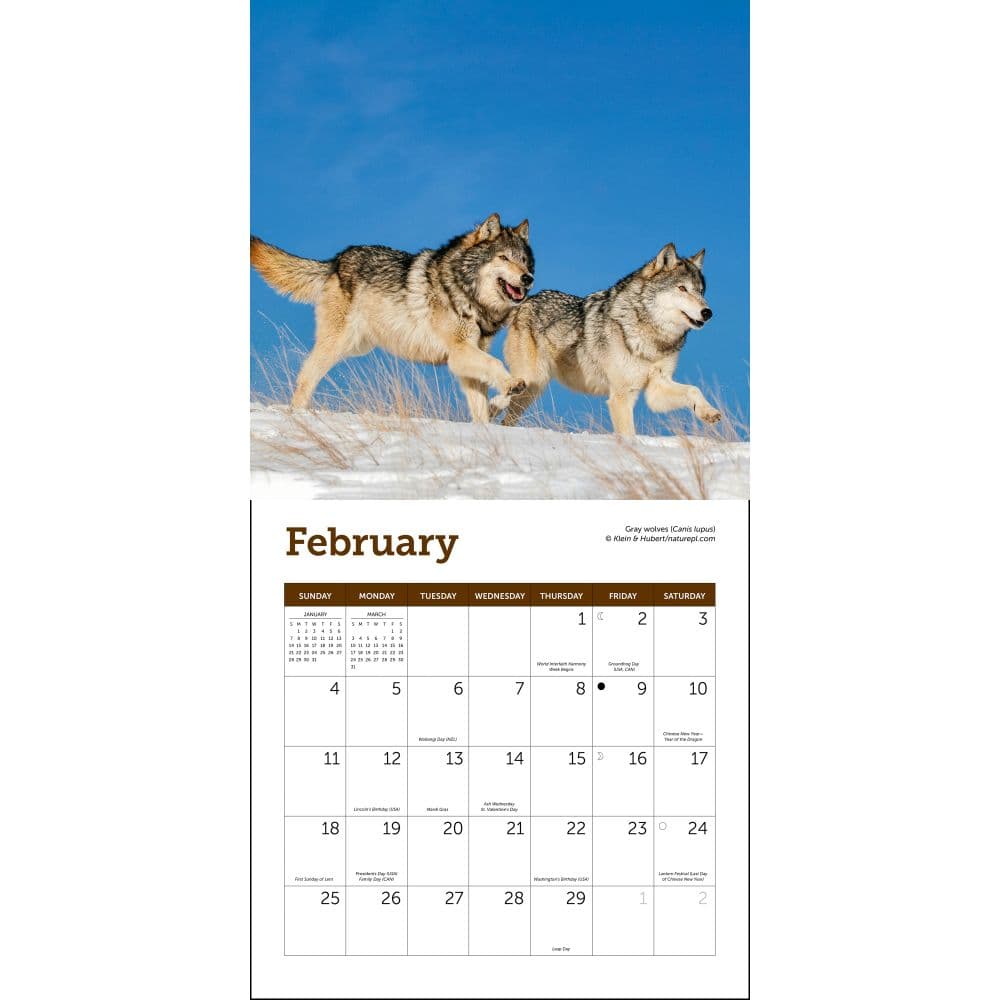 Wolves 2024 Mini Wall Calendar