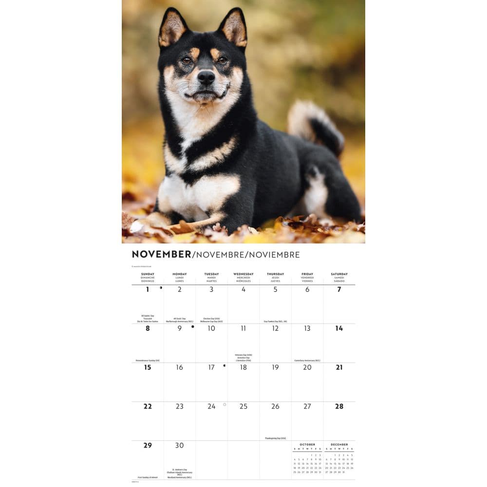 Shiba Inu 2026 Wall Calendar Fourth Alternate Image