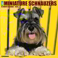 image Just Miniature Schnauzers 2026 Wall Calendar Main Image