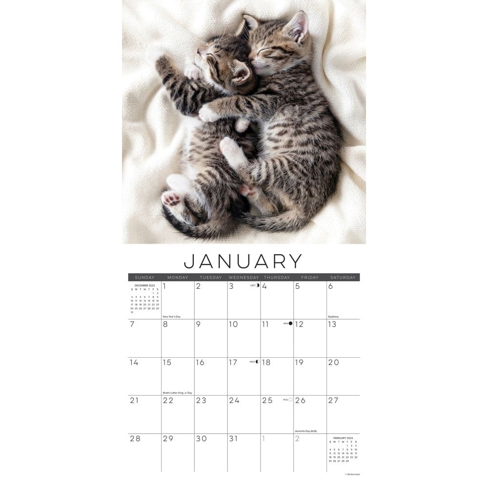 Cat Naps 2024 Wall Calendar