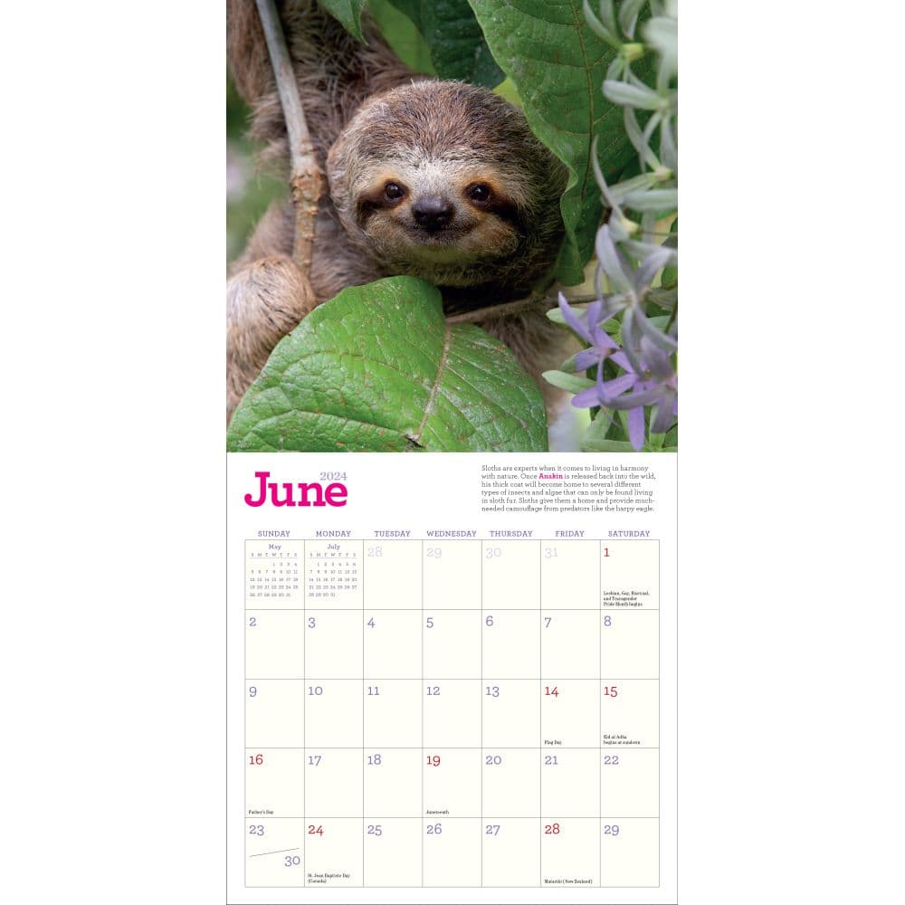 Sloths 2024 Mini Wall Calendar Alternate Image 1