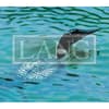 image Loons On The Lake 2025 Desktop Wallpaper