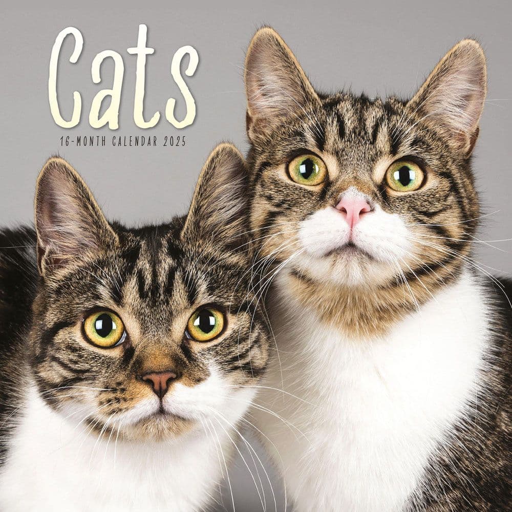 Cats 2025 Wall Calendar - Calendars.com