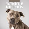 image Staffordshire Bull Terriers 2027 Wall Calendar Main Product Image