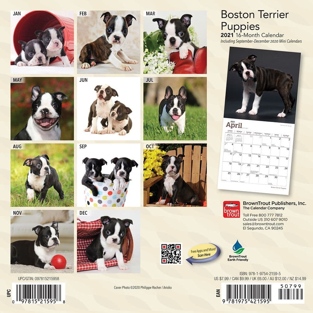 Boston Terrier Puppies Mini Wall Calendar