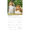 image Shetland Sheepdogs 2026 Wall Calendar Fourth Alternate Image