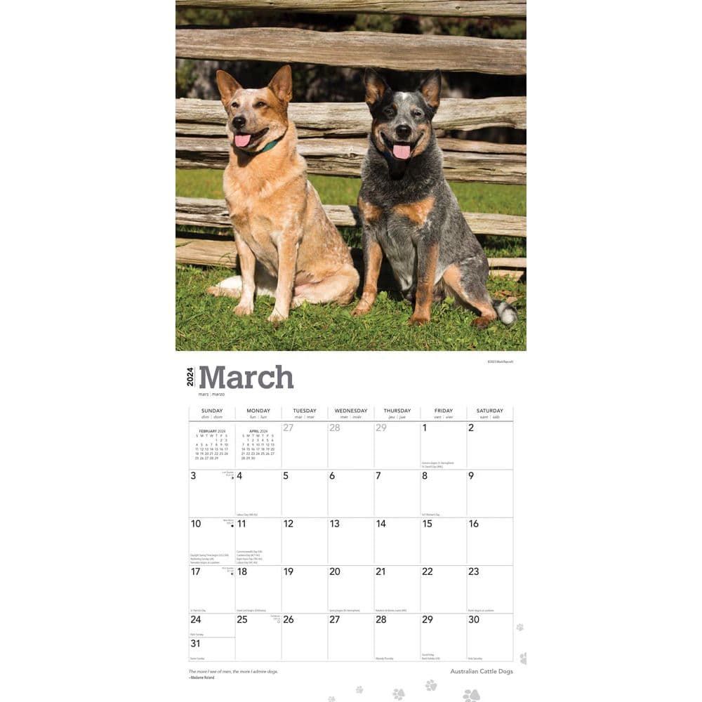 Australian Cattle Dogs 2024 Wall Calendar