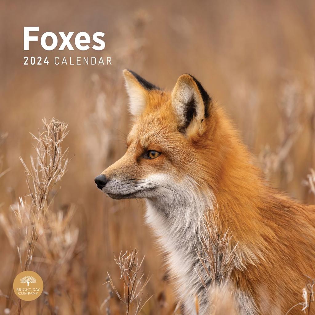 Foxes 2024 Wall Calendar Main Product Image width=&quot;1000&quot; height=&quot;1000&quot;