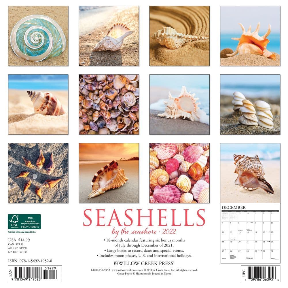 Sea Shells 2022 Wall Calendar - Calendars.com