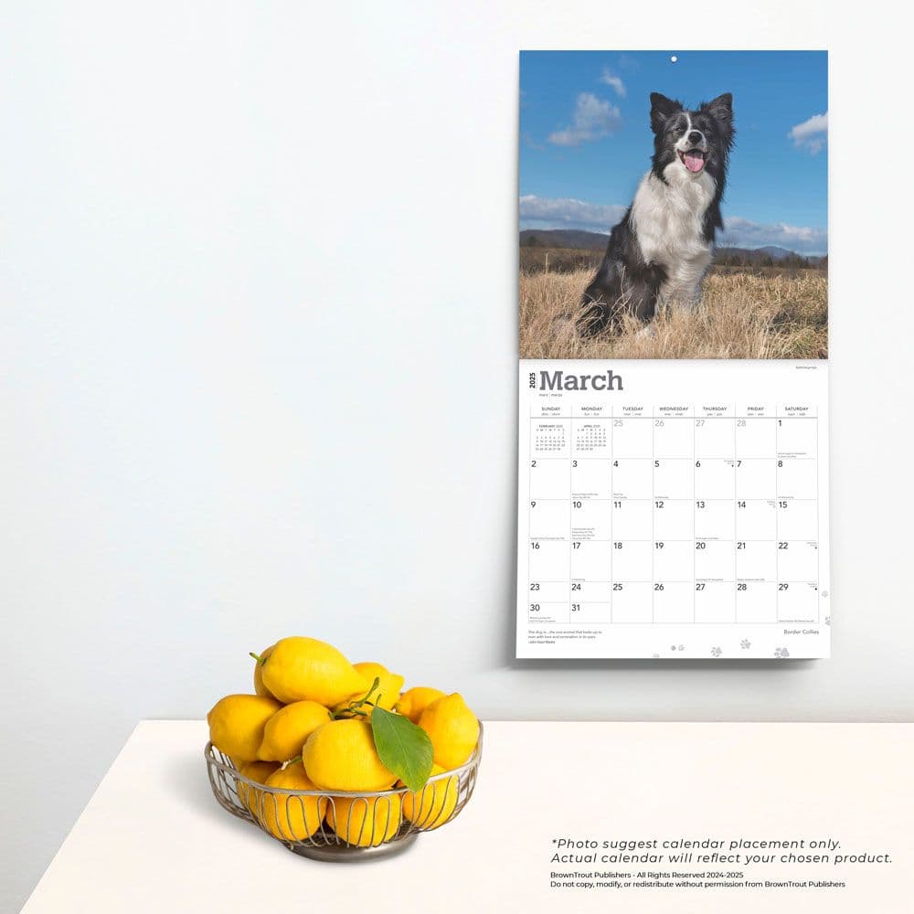 Border Collies 2025 Wall Calendar Third Alternate  Image width=&quot;1000&quot; height=&quot;1000&quot;