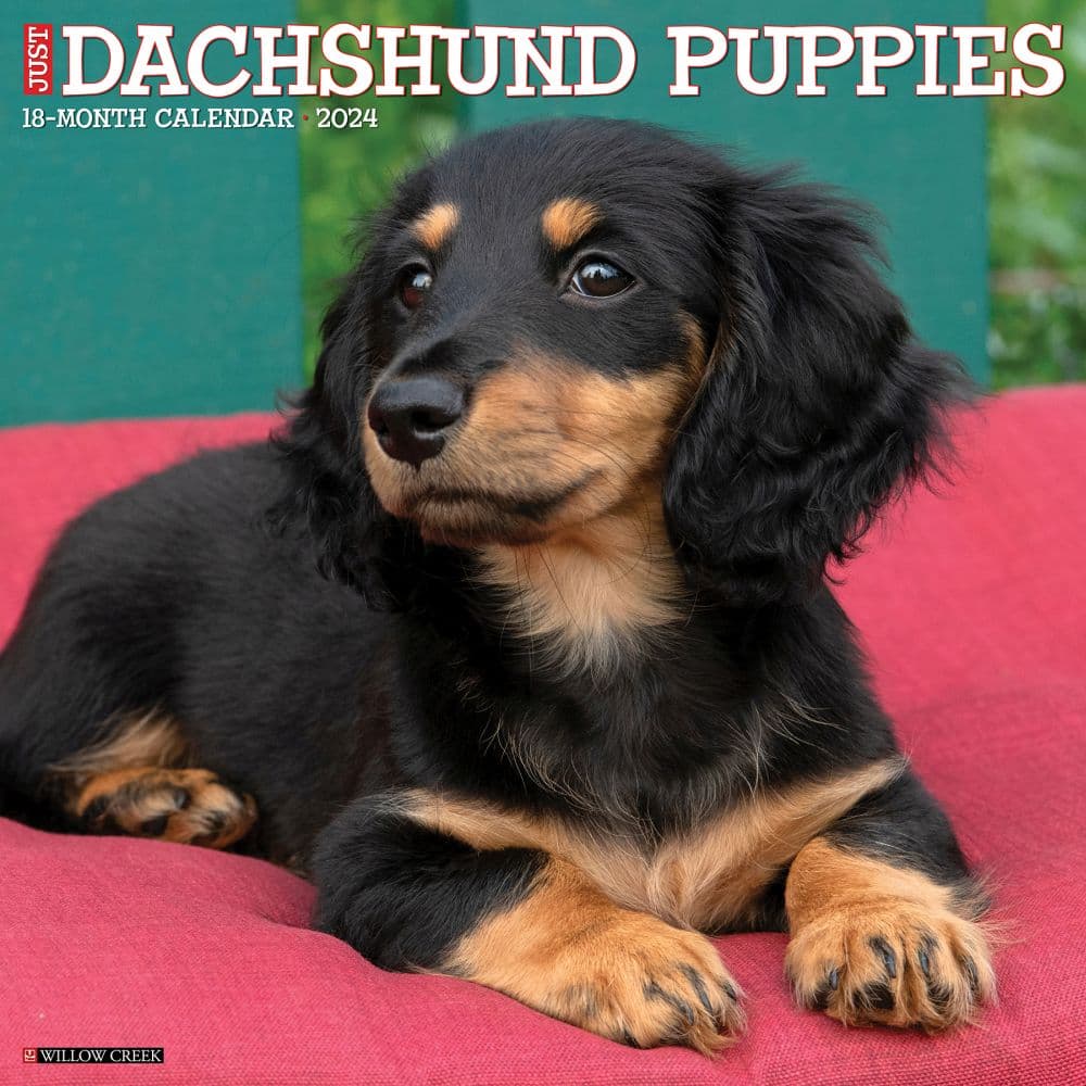 Just Dachshund Puppies 2024 Wall Calendar Main Image