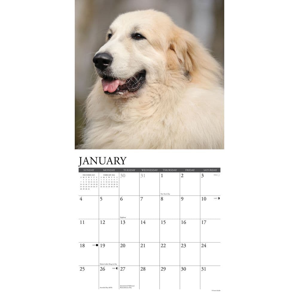 Great Pyrenees 2026 Wall Calendar Second Alternate Image