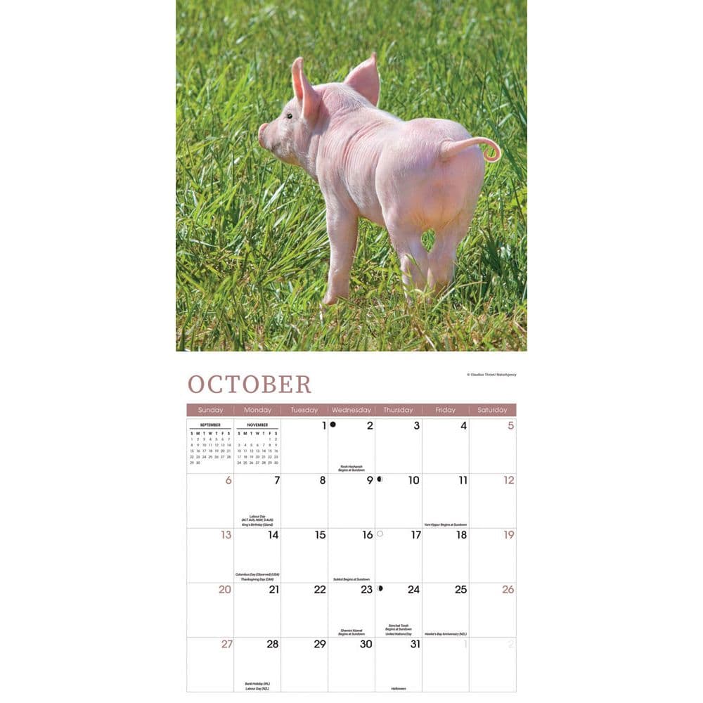 Mini Pigs 2024 Wall Calendar