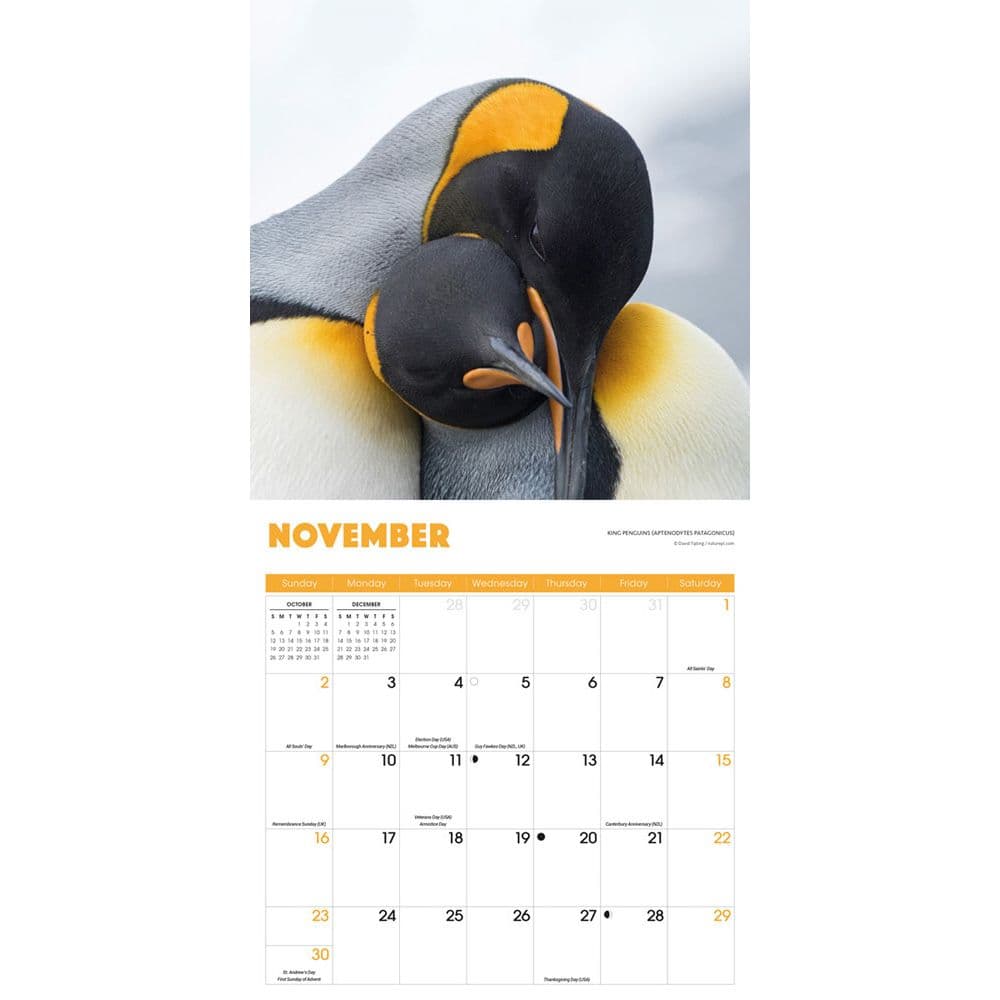 Penguins 2025 Wall Calendar Fourth Alternate Image width=&quot;1000&quot; height=&quot;1000&quot;