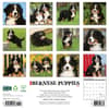 image Just Bernese Mountain Puppies 2025 Wall Calendar