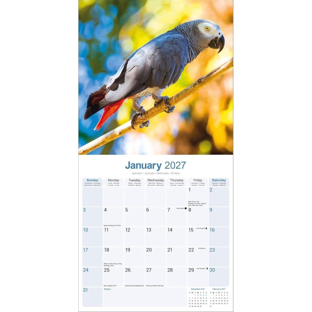 African Greys 2027 Wall Calendar Second Alternate Image