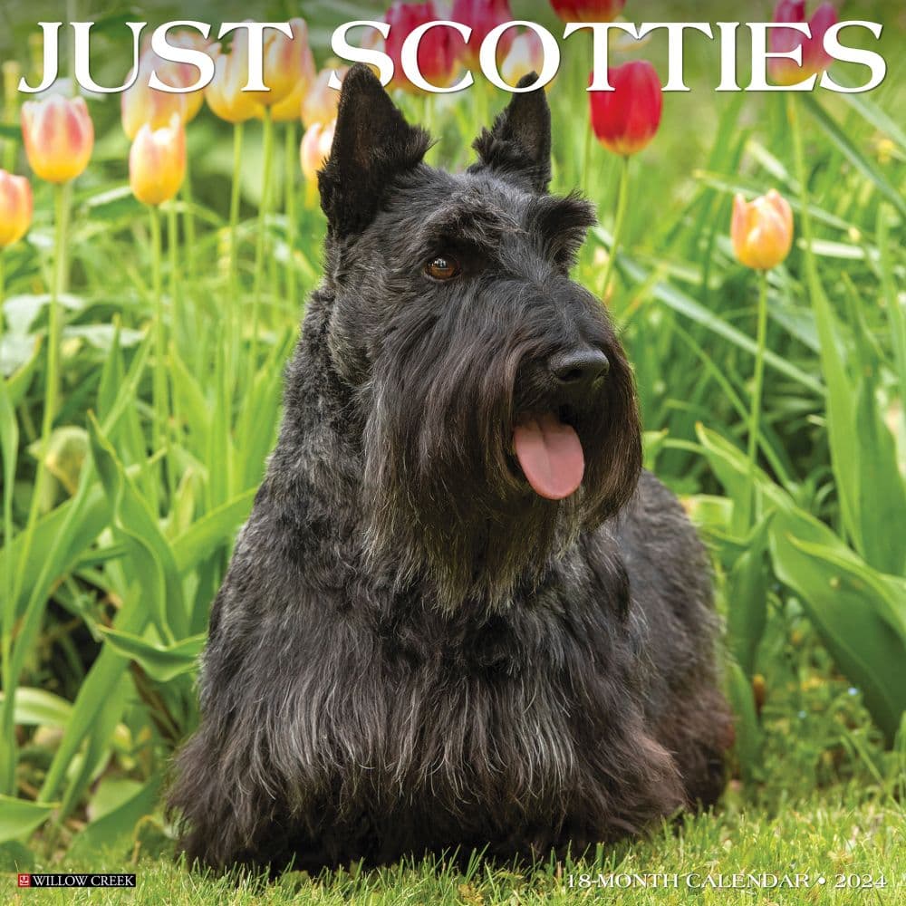 Just Scotties 2024 Wall Calendar