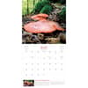 image Fantastic Fungi 2024 Wall Calendar Alternate Image 2