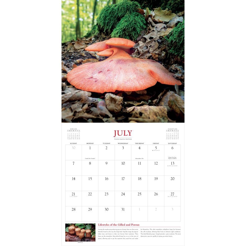 Fantastic Fungi 2024 Wall Calendar Alternate Image 2