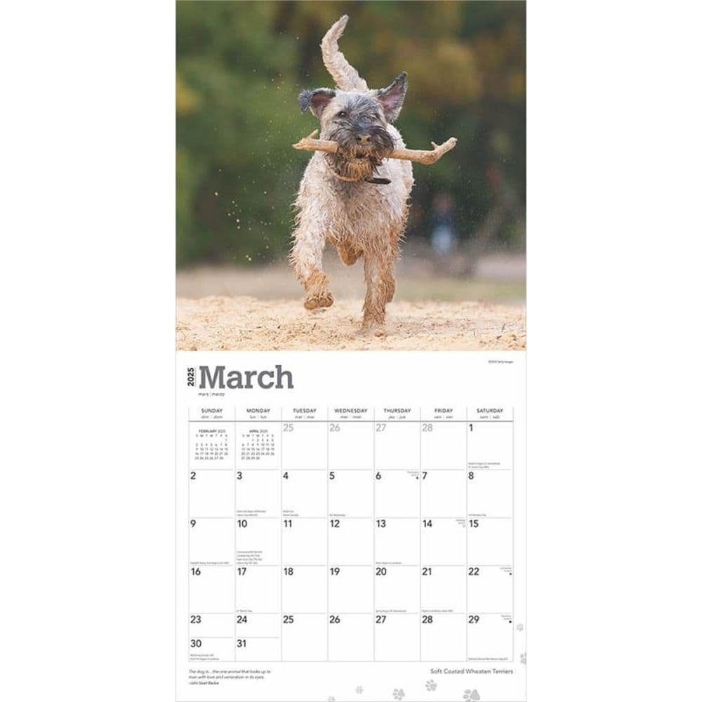 Wheaten Terriers Soft Coated 2025 Wall Calendar Second Alternate