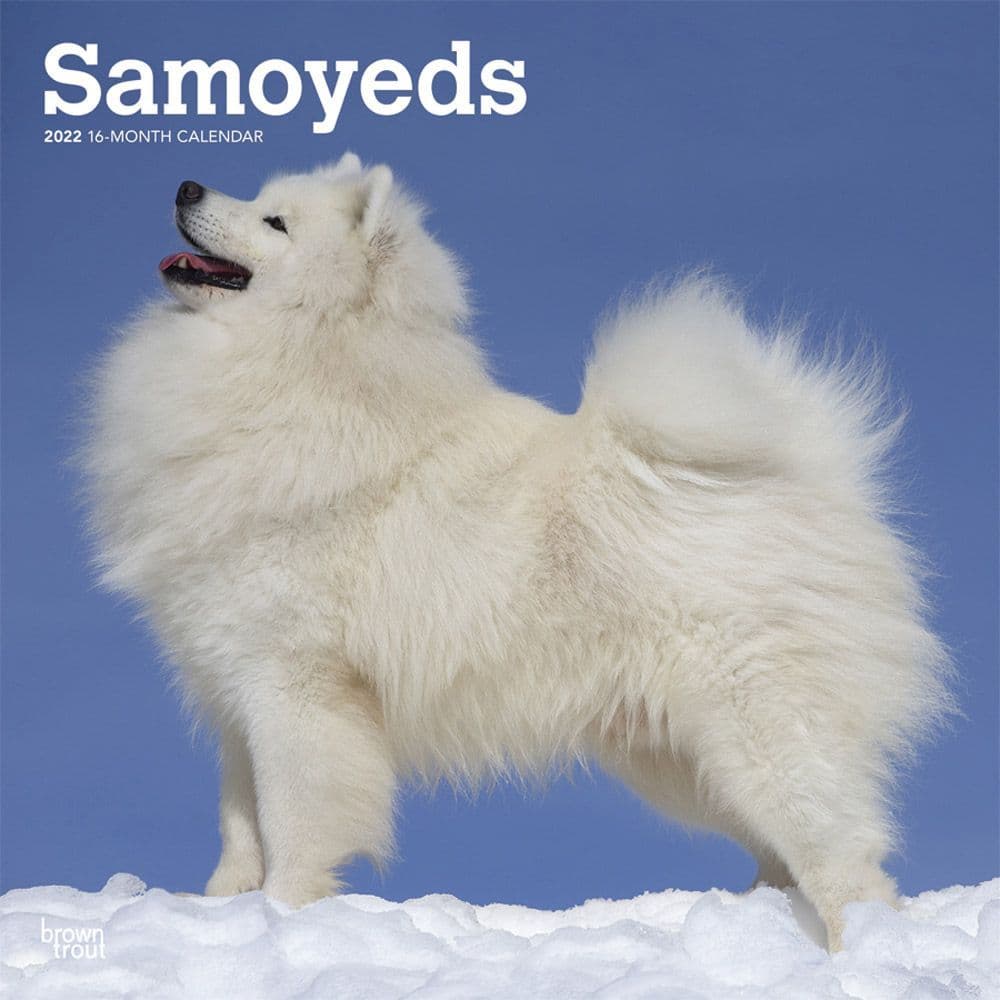 Samoyeds 2022 Wall Calendar