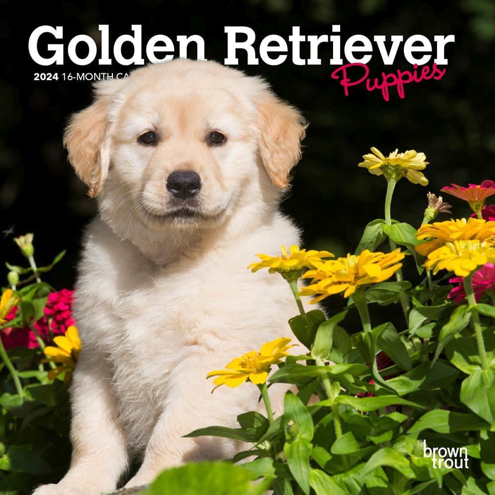 Golden Retriever Puppies 2024 Mini Wall Calendar - Calendars.com