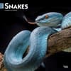 image Snakes 2024 Wall Calendar Main Product Image width=&quot;1000&quot; height=&quot;1000&quot;